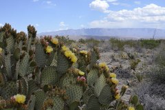 Cactus_Vista-Big-Bend-National-Park