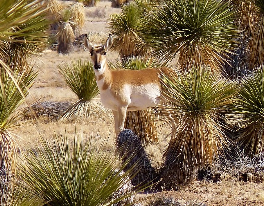 Chihuahuan Desert_Unique Ecosystems