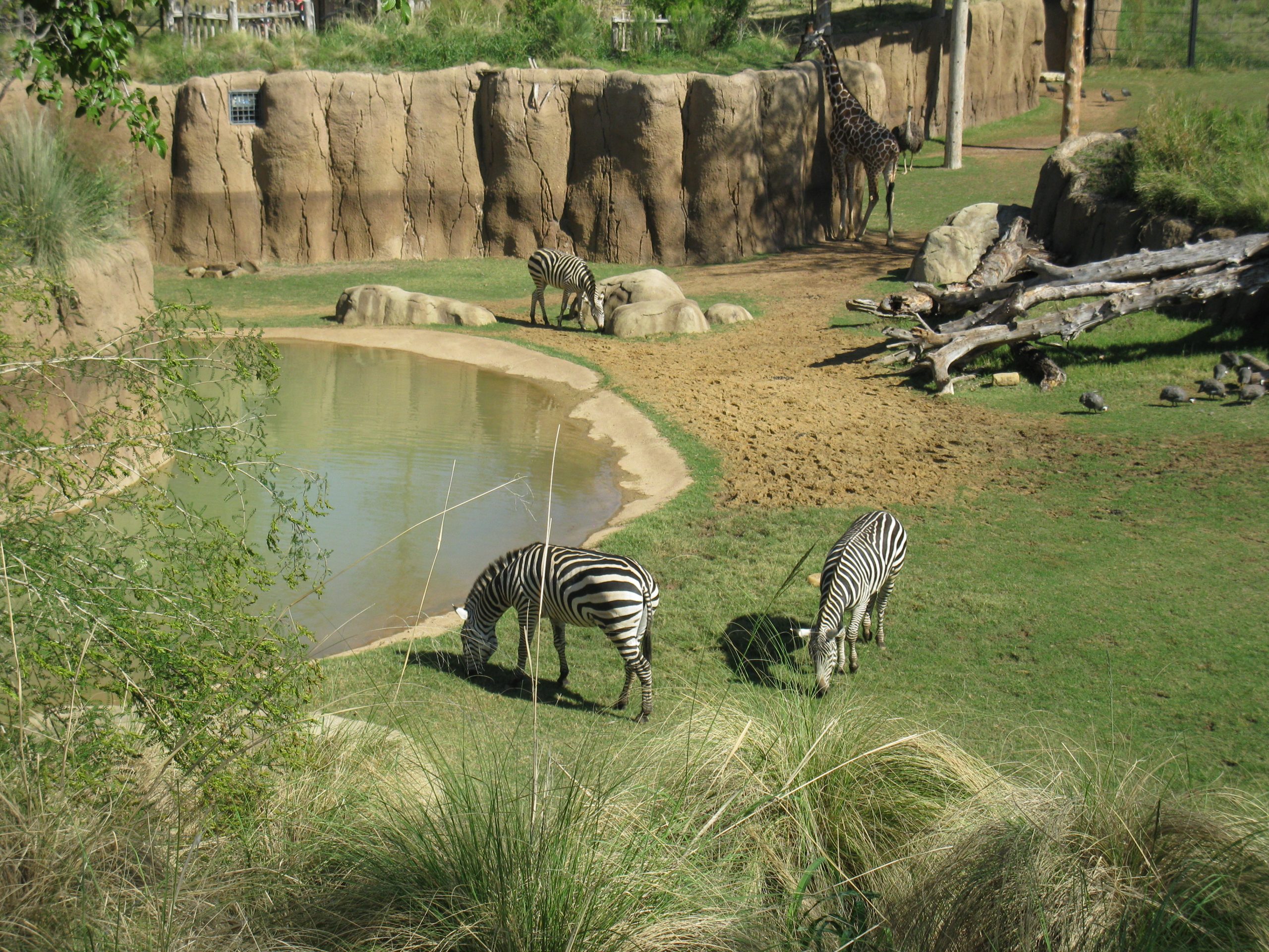 Dallas Zoo Zebras