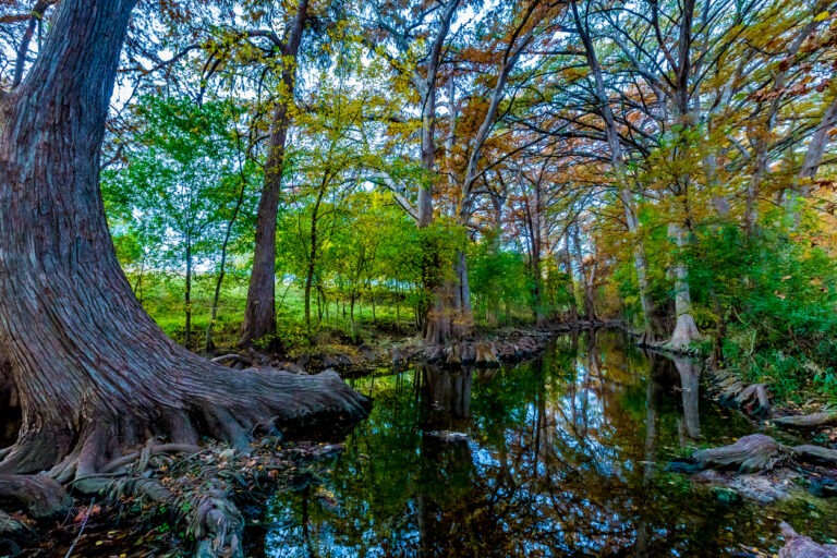 Fall Foliage on Cibolo Creek