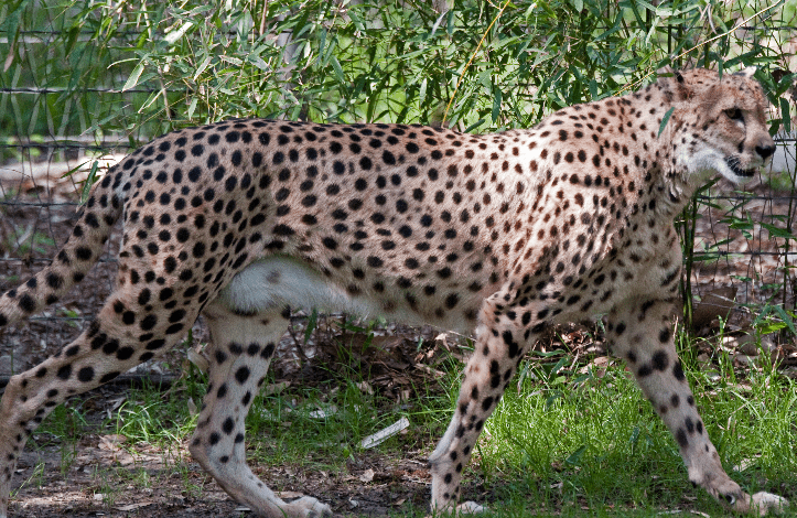 Fort Worth Zoo Cheetah