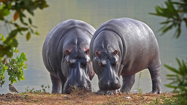 Hippos grazing