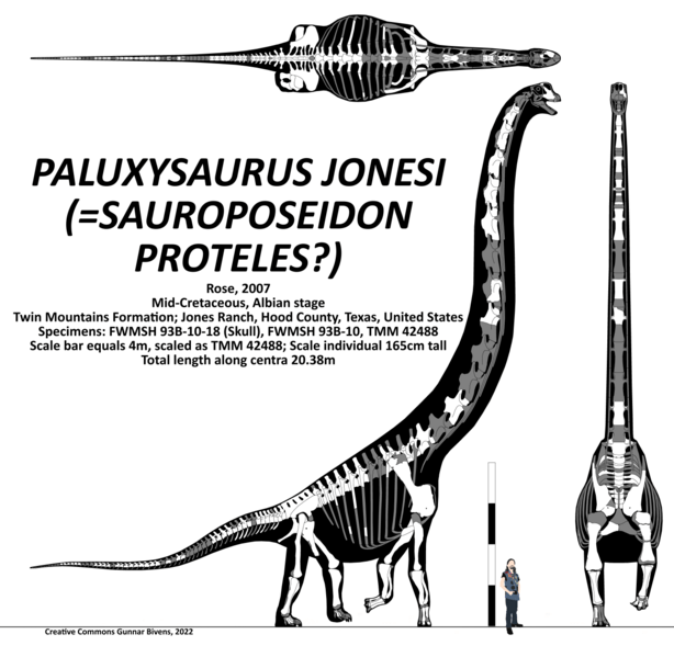 Paluxysaurus jonesi Skeletal Multiview