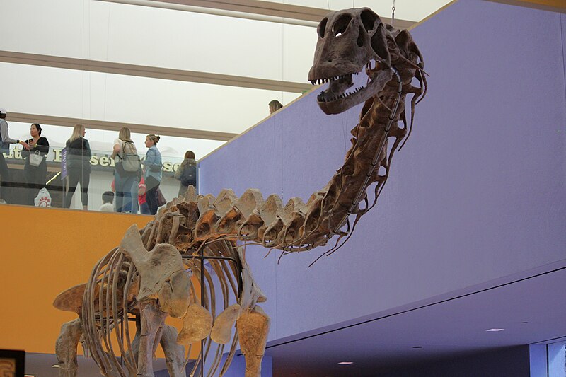 Skeleton mount of Paluxysaurus jonesi at the Fort Worth Museum of Science and History