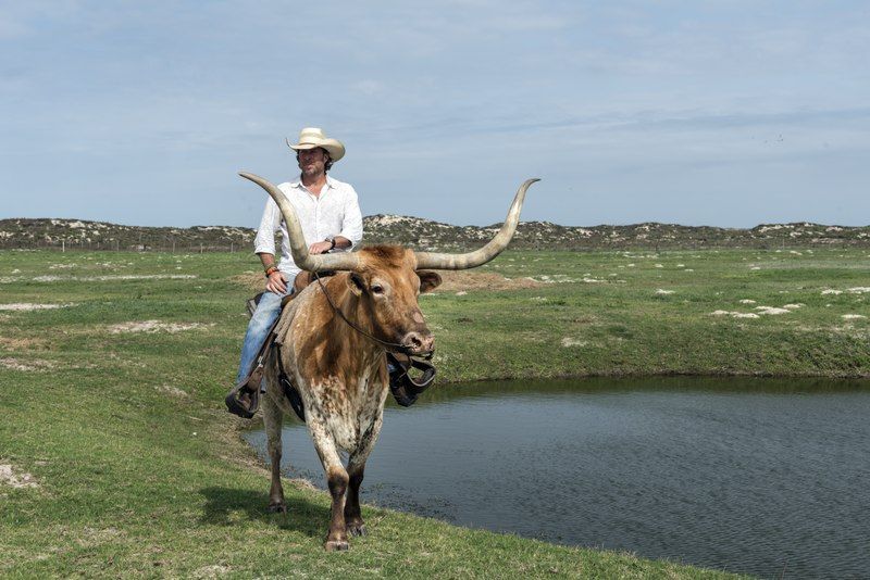 A man riding a Texas Longhorn on Padre Island in Texas
