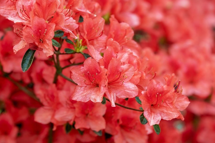 The Azalea flowers are one of the most common ones in Ruby M. Mize Azalea Garden