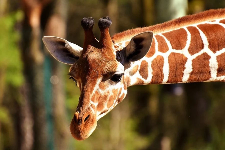 The Giraffe Exhibit is a remembering experience at the Abilene Zoo