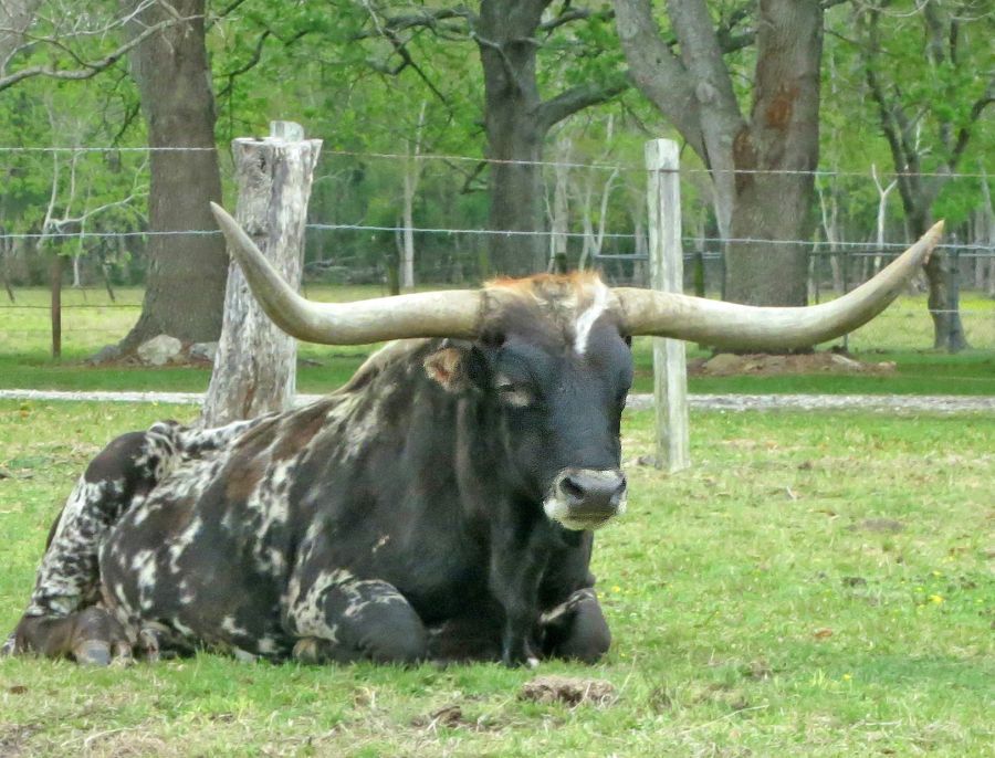 What is the Texas Longhorn?