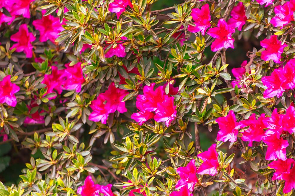 Pink azalea flowers in the park