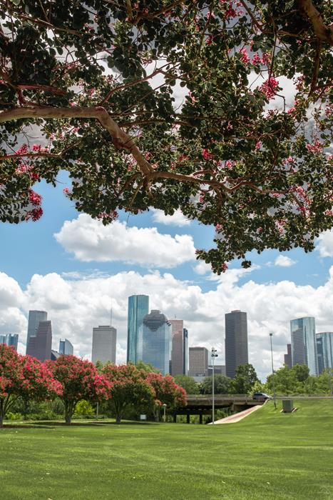 Skyscrapers and blooming trees, Houston, Texas