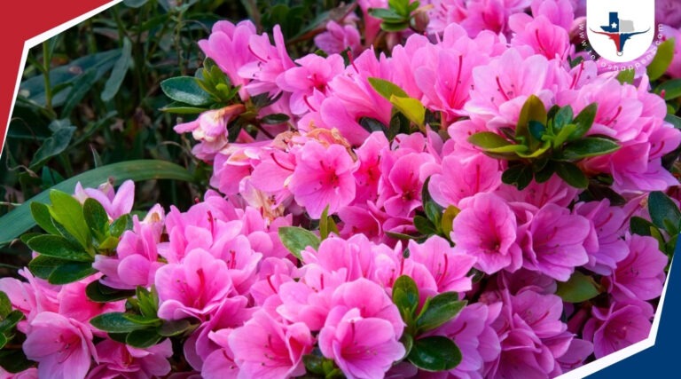 Your Guide to the Vibrant Ruby M. Mize Azalea Garden