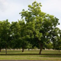 Pecan Tree: The Official State Tree of Texas