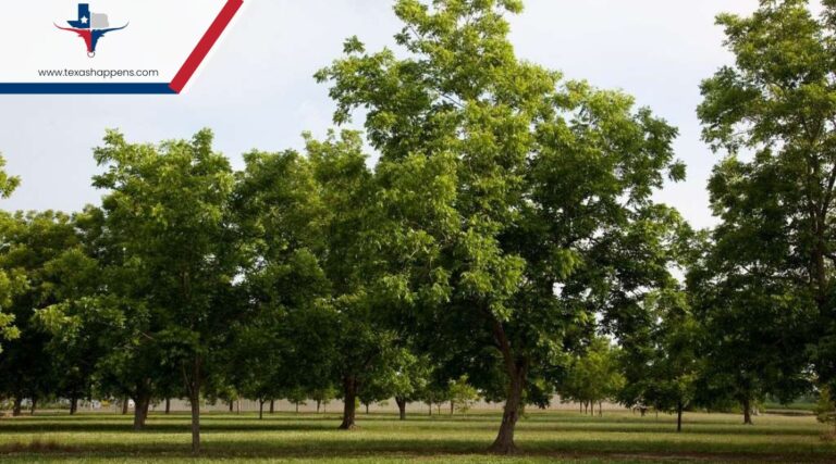 Pecan Tree: The Official State Tree of Texas