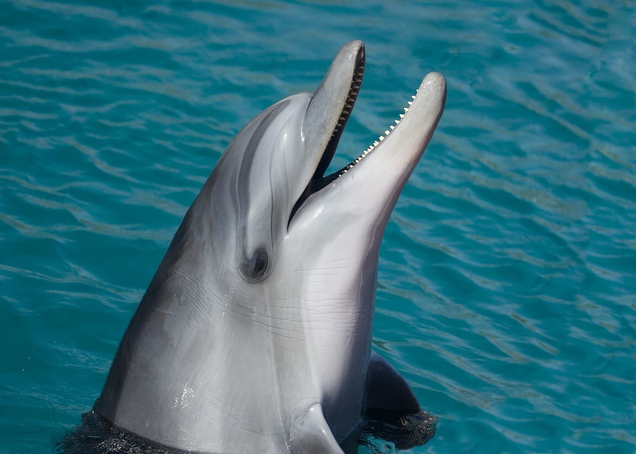water dolphin