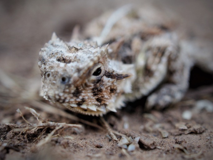 Texas horned lizard