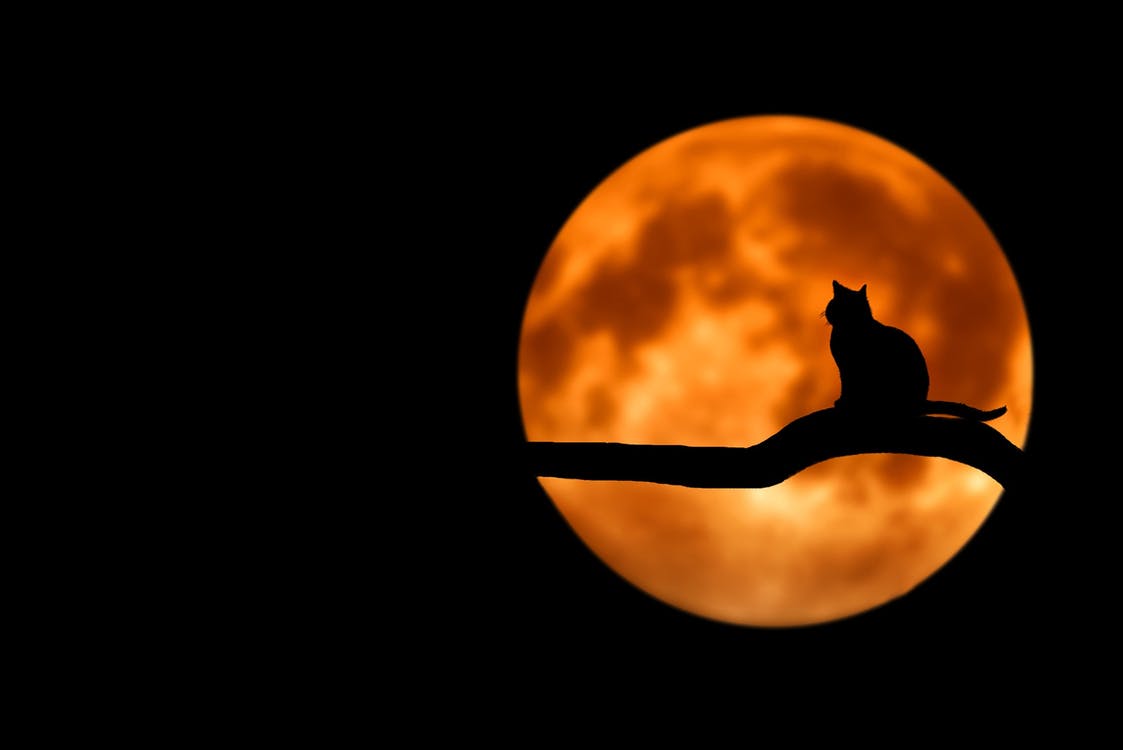 Dark photography of a cat at full moon