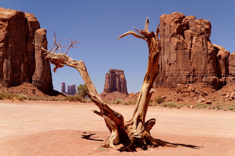 Brown withered tree