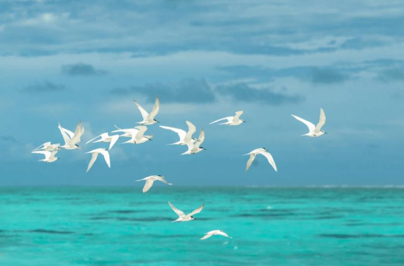 flock-of-white-seagulls-flying-over-the-large-body-of-water