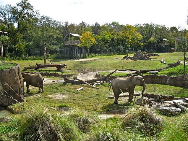 Two elephants at Dallas Zoo