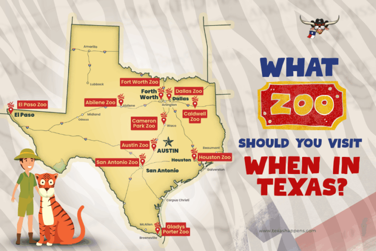 What Zoos Should You Visit When in Texas?
