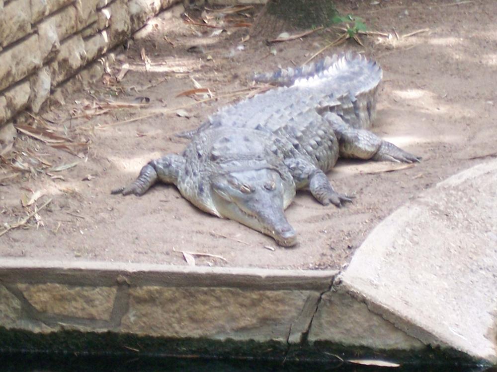 Orinoco Crocodile (Crocodylus intermedius) at the San Antonio Zoo