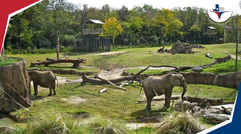 What Zoos Should You Visit When in Texas?