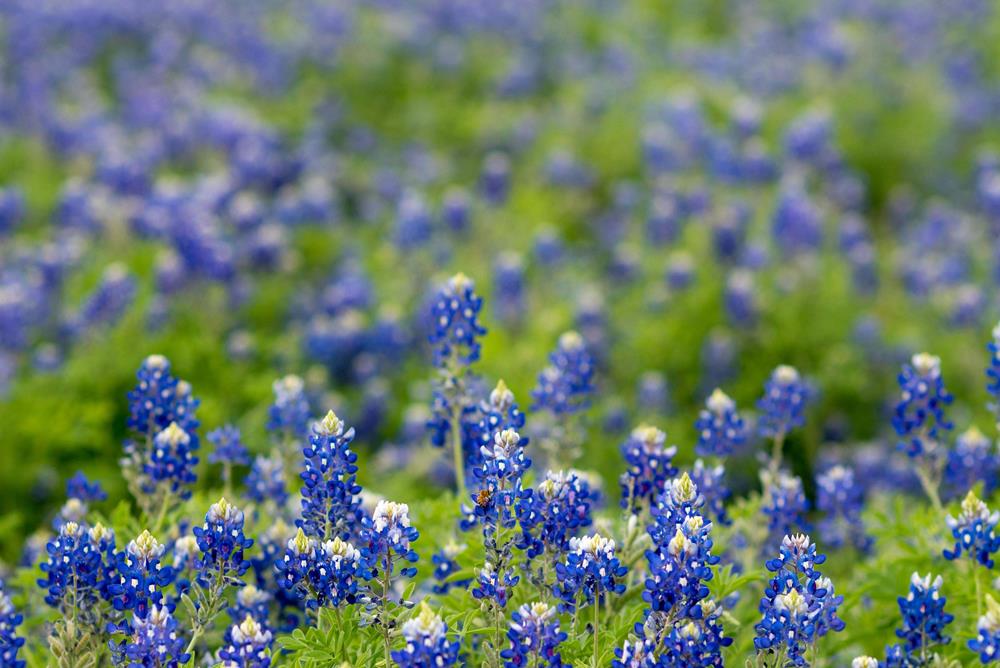 Field of bluebonnets in Texas