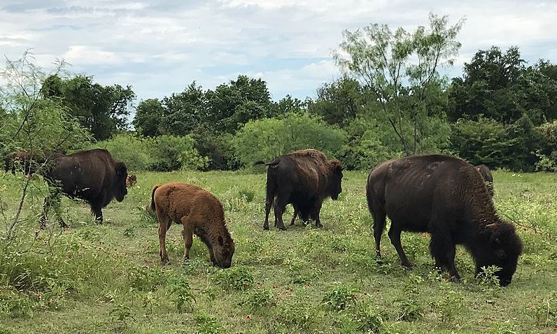 the bison herd at the Fort Worth Nature Center & Refuge