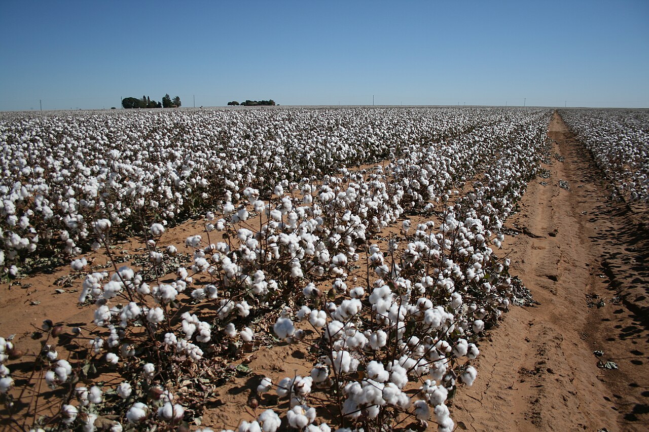 Cotton's Critical Role in Texas Agriculture