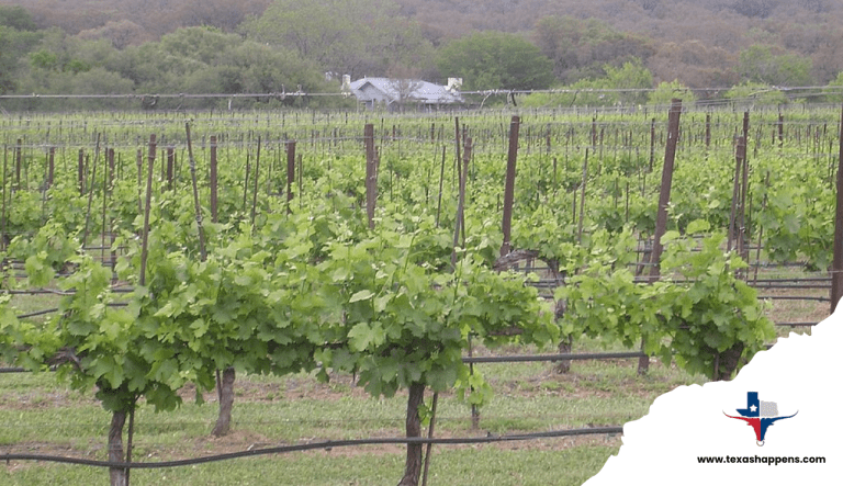 How Texas Agriculture Powers the State Economy