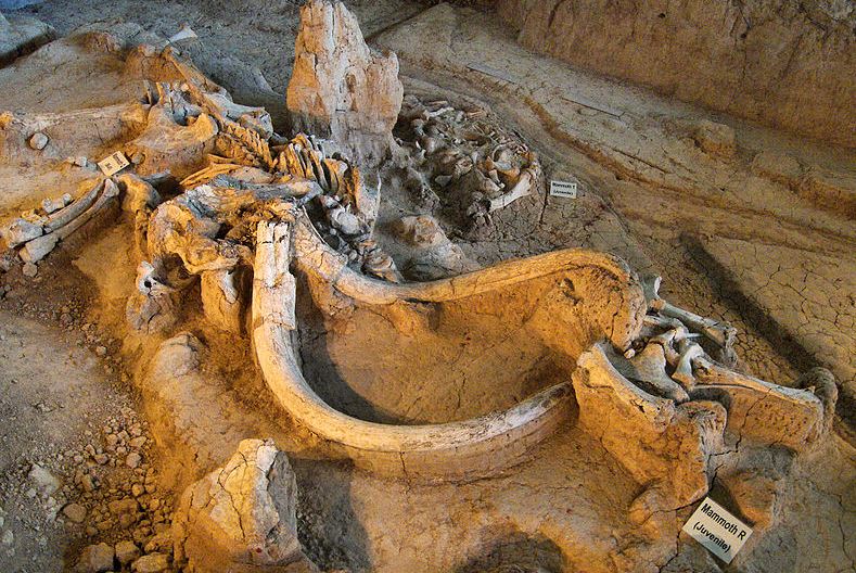 Mammoth remains at the Waco Mammoth National Monument