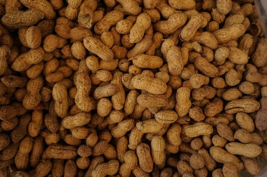 Peanuts are Harvested Mostly in the Southern Part of the State