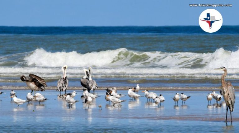 Top 20 Beaches in Texas