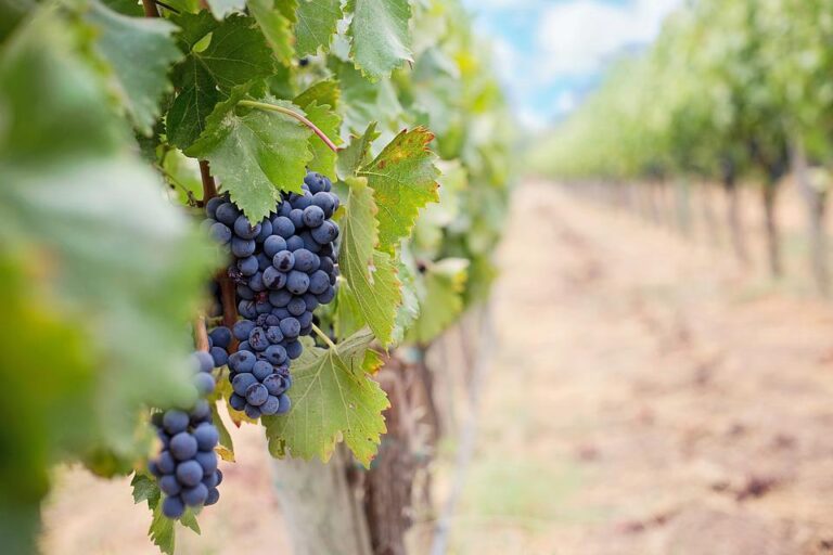 wine grapes in the vineyard