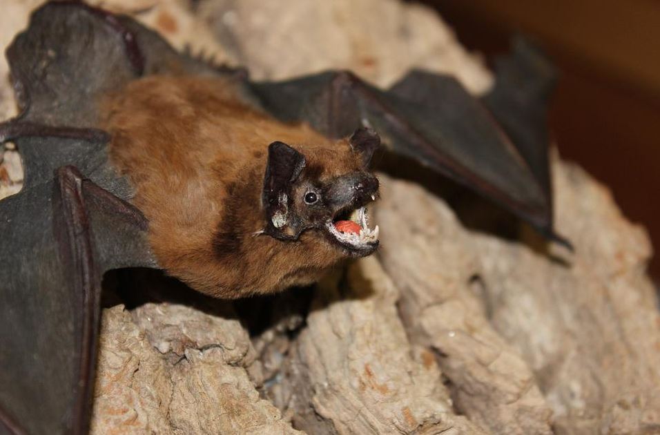 Learn More About Bracken Cave and the World’s Largest Bat Colony