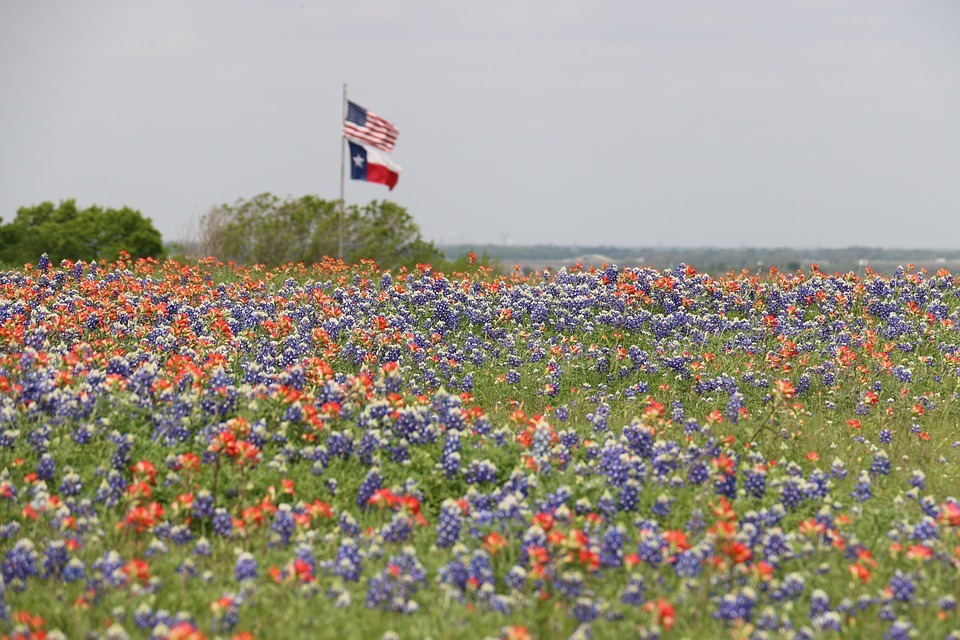 Texas and US Flag in a field of bluebonnet