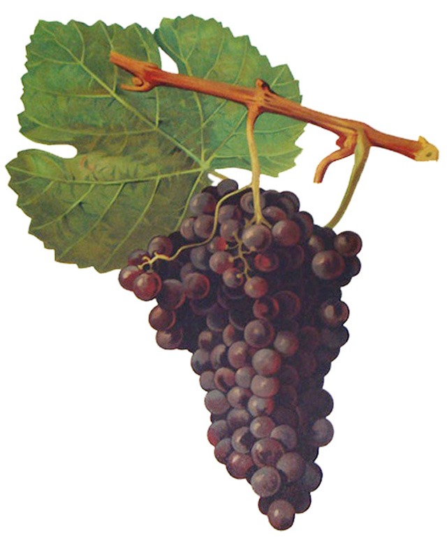 an illustration of Herbemont grapes