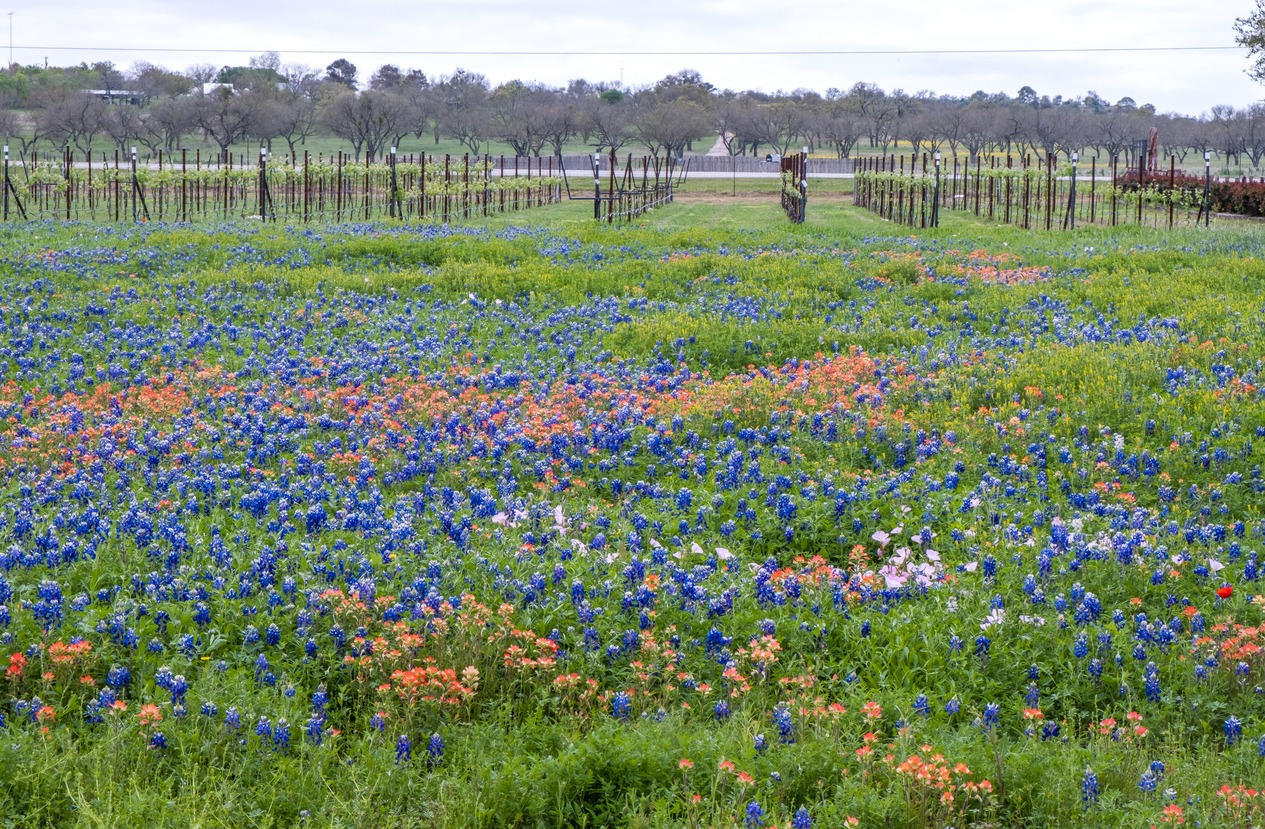 colorful wildflower in front of a vineyard in Texas