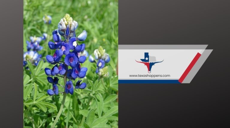 Why the Bluebonnet Holds a Special Place in Texas Culture