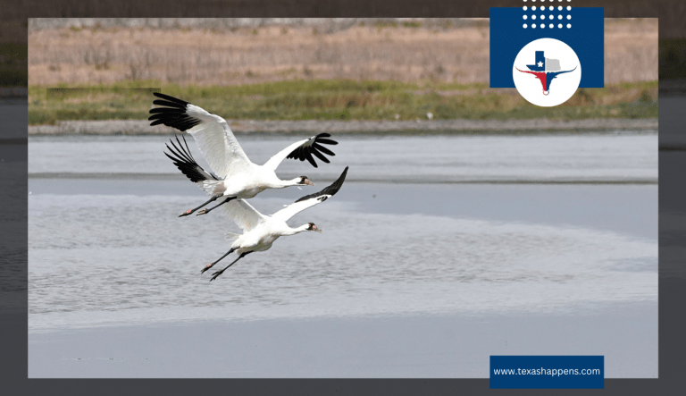Everything You Need to Know About Port Aransas Whooping Crane Festival