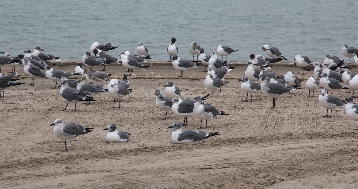 Spotting Redfish and Migratory Birds