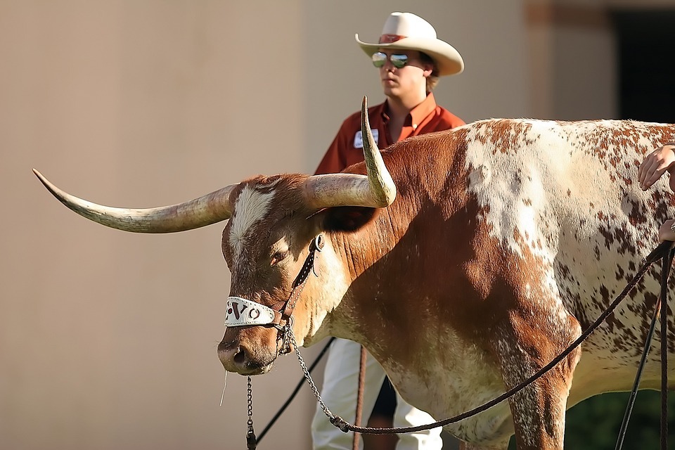 Bevo, the mascot of the University of Texas at Austin