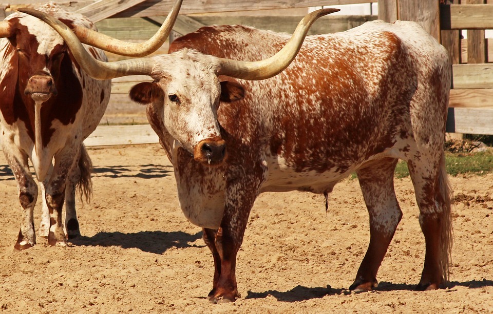 Texas Longhorn breed