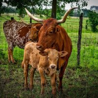 The Timeline of Cattle Ranching in Texas