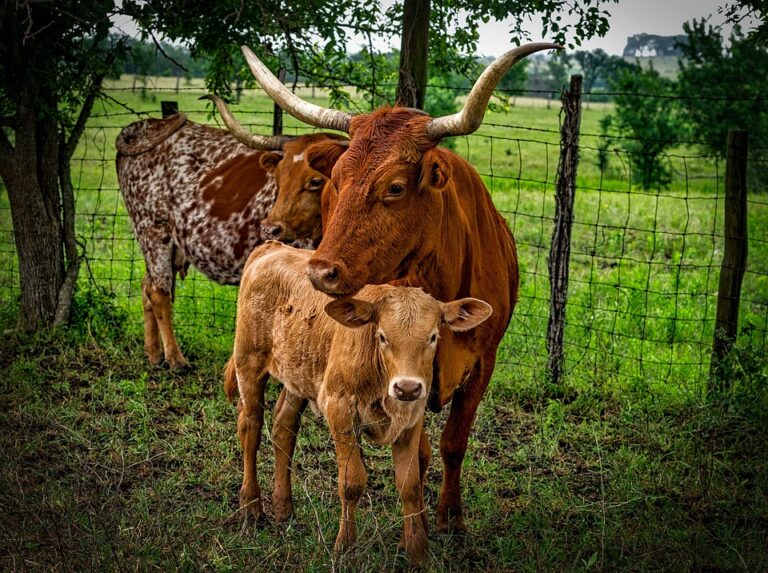 longhorn cattle
