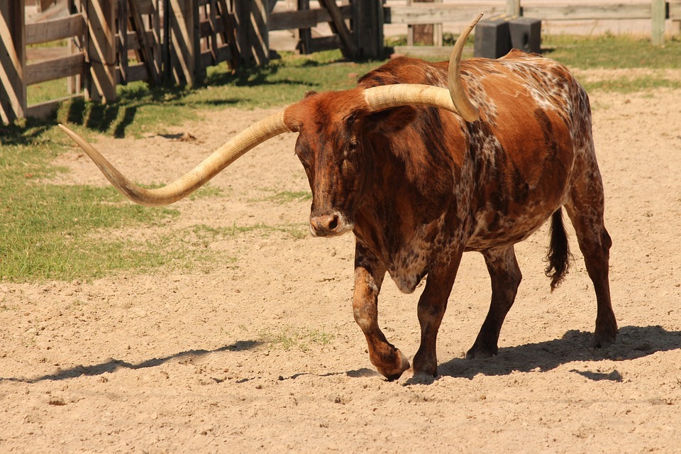 the long horns of a Texas Longhorn