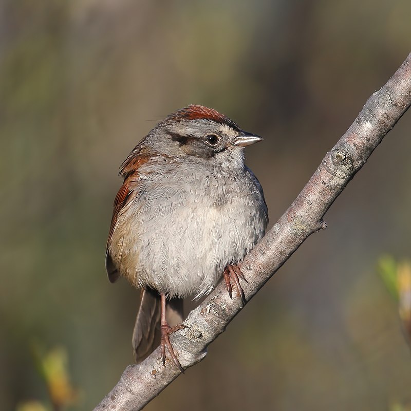 A Swamp Sparrow perched on a branch