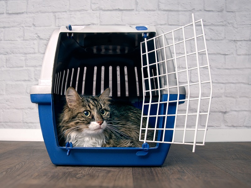 A cat inside a carrier