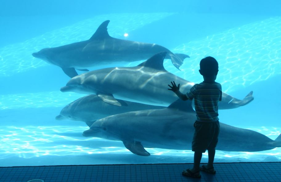 A child beholding the four bottlenose dolphins at Dolphin Bay