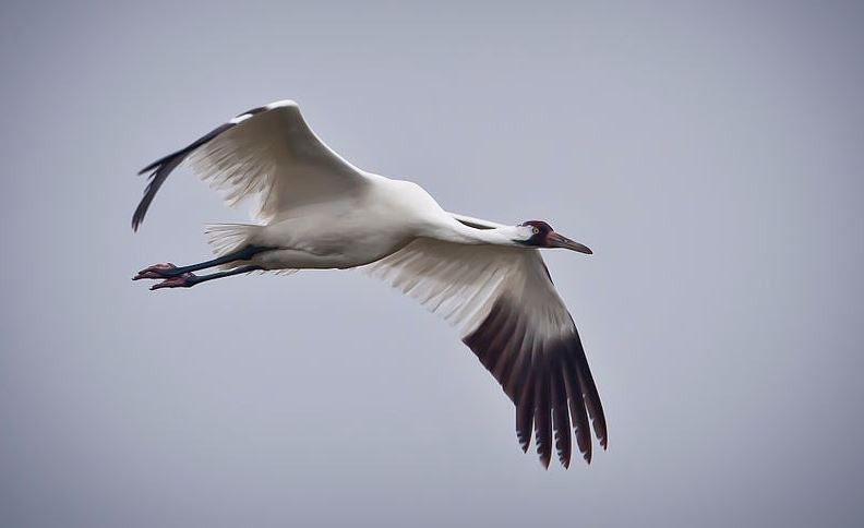A magnificent view of a Whooping crane in flight. 